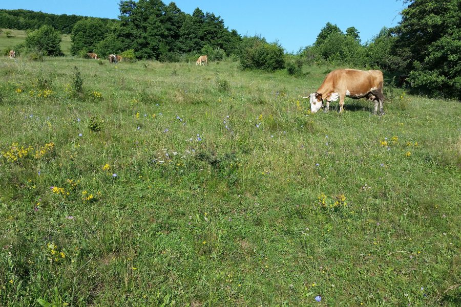 2017-07-05_rumaenien_kuh_2500px