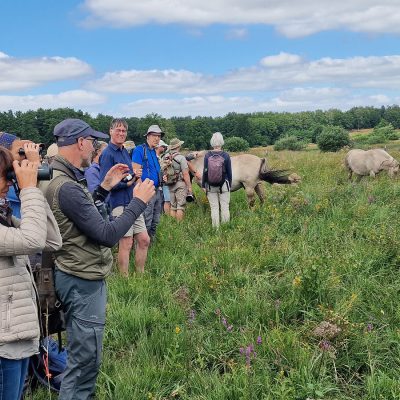 Vorstellung von Braun- und Schwarzkehlchen in Feuchtweide - Foto: Thomas Fechtler