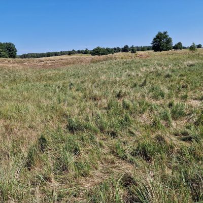 Exkursionstag 2, durch Jahrzehntelange Schafbeweidung degradierte Weide mit großflächigen Land-Reitgrasdominanzen Calamagrostis epigejos - Foto: Thomas Fechtler