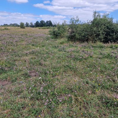Exkursionstag 2, Blühaspekt mit Dorniger Hauhechel Ononis spinosa in trockenem Abschnitt einer Rinderweide - Foto: Thomas Fechtler