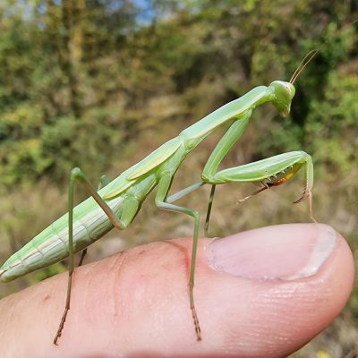 Europäische Gottesanbeterin Mantis religiosa: Weibliche Larve kurz vor Imaginalhäutung - Foto Thomas Fechtler