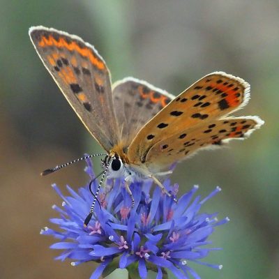 Brauner Feuerfalter, Lycaena tityrus - Foto: D. Haas