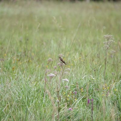 Braunkelchen, juvenil - Foto: Harald Schott