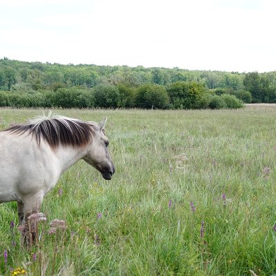 Konik und Braunkelchen - Foto: Harald Schott