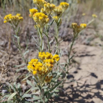 Sandstrohblume, Foto: K. Weber